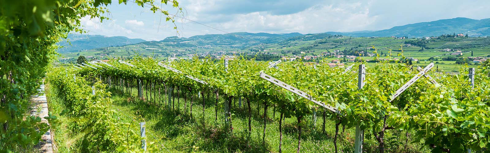Agricola Cottini
