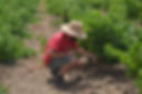Agricola Millami