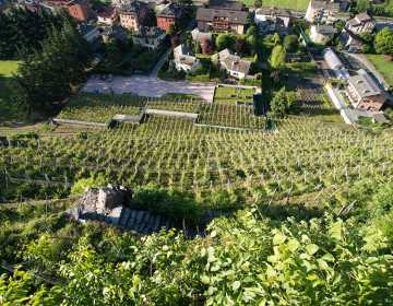 Arpepe