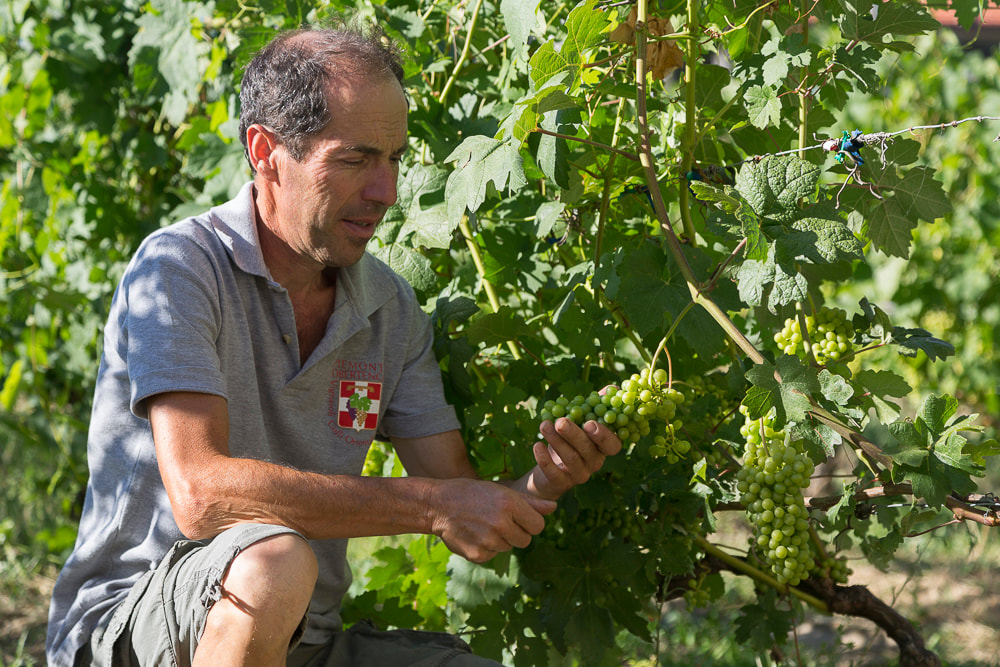 Az. Agr. Poggio Paolo di Matteo Poggio