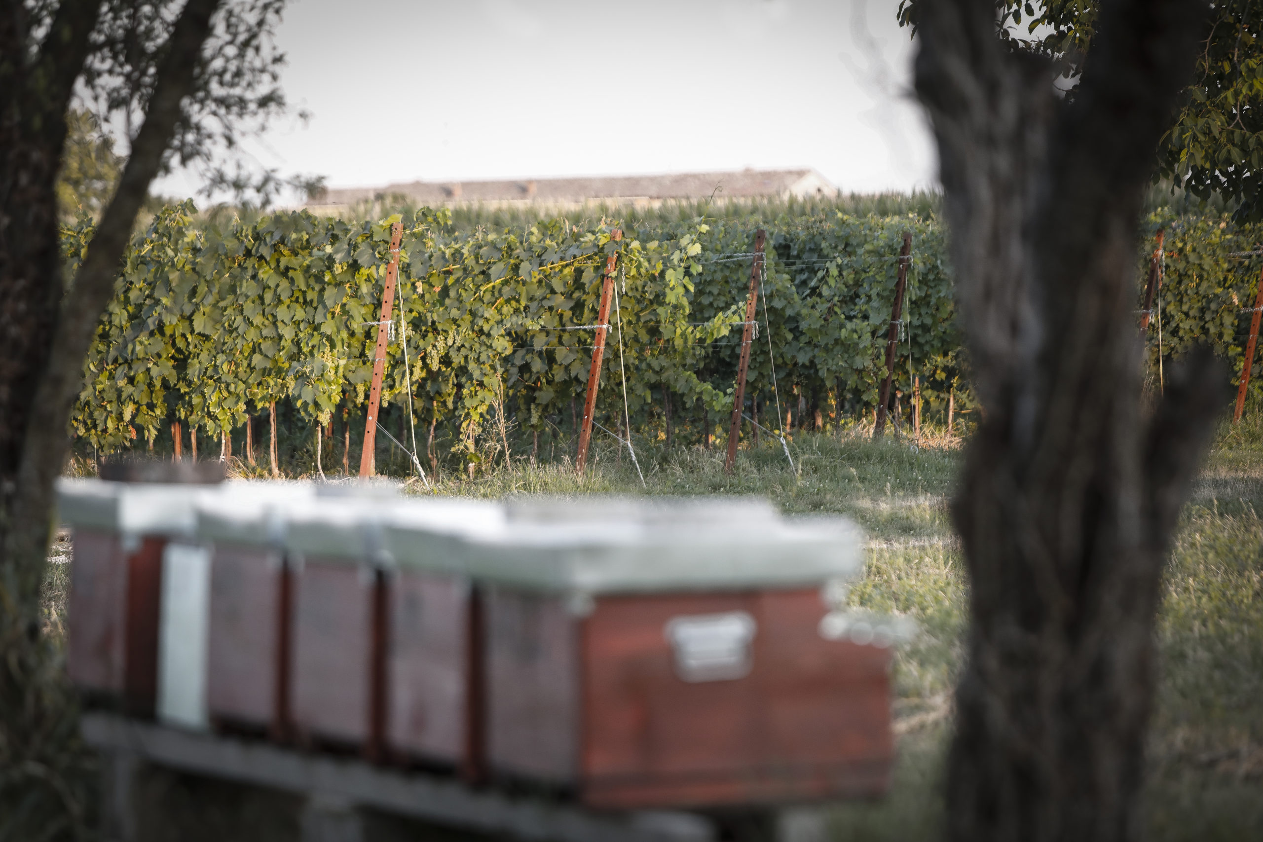 Azienda Agricola Brumat Gabriele