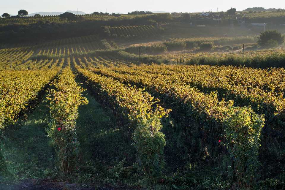 Azienda biologica De Sanctis