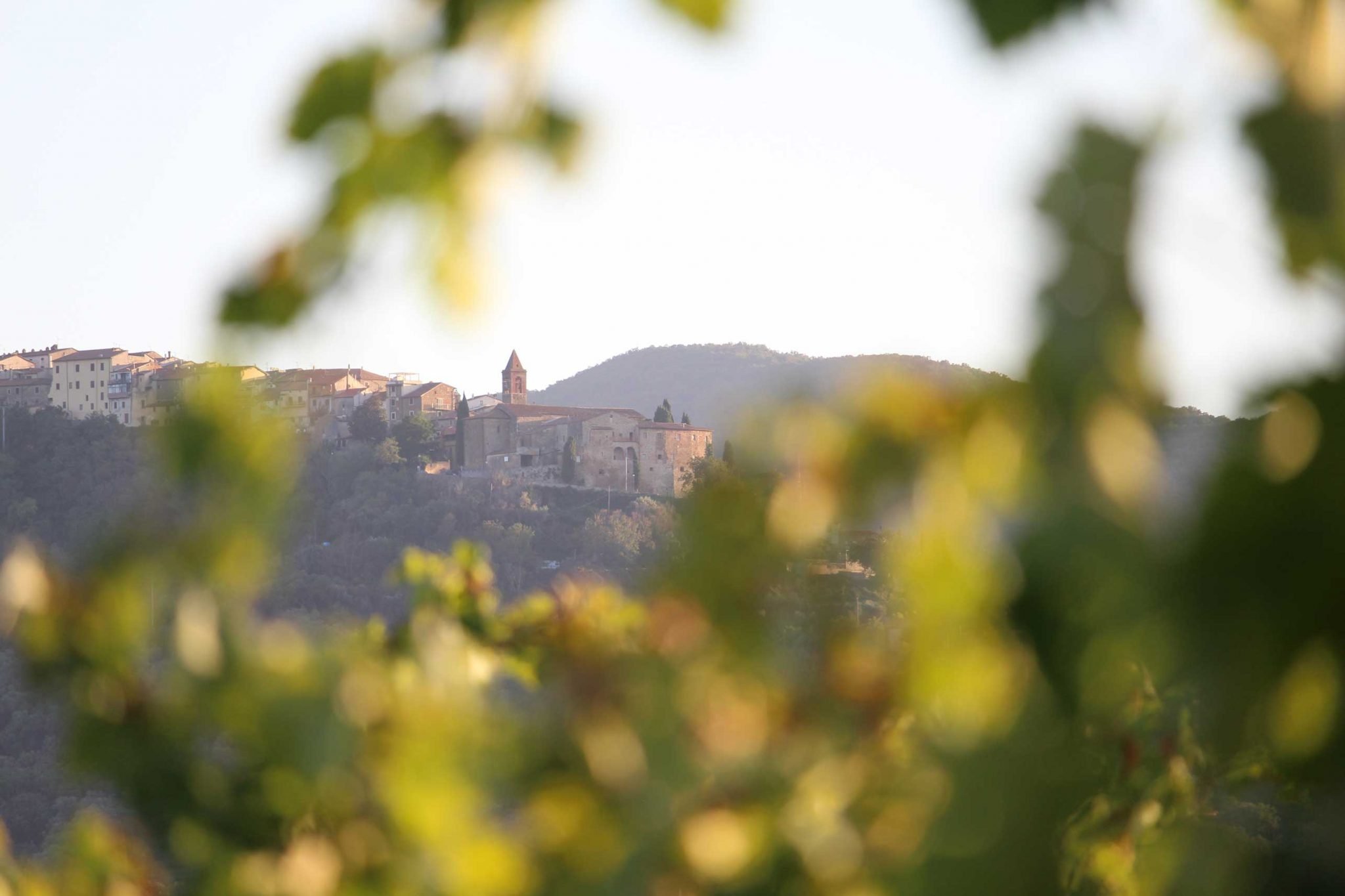 AZIENDA VITIVINICOLA IL PUPILLO di BENELLI LAURA