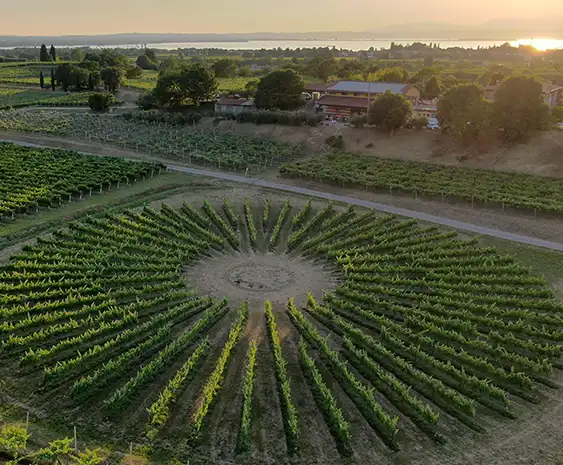 Bergamini Vini