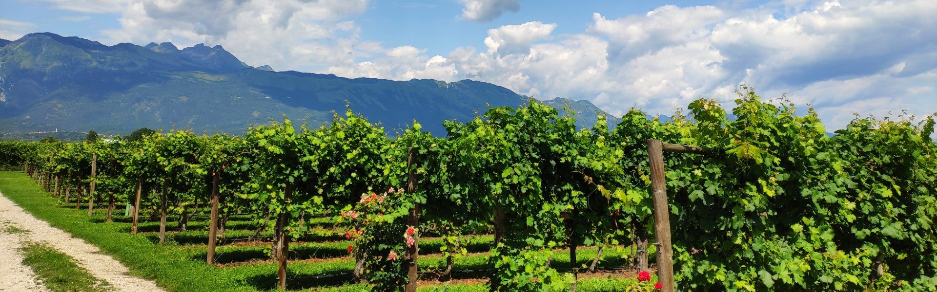 Bessich Wines