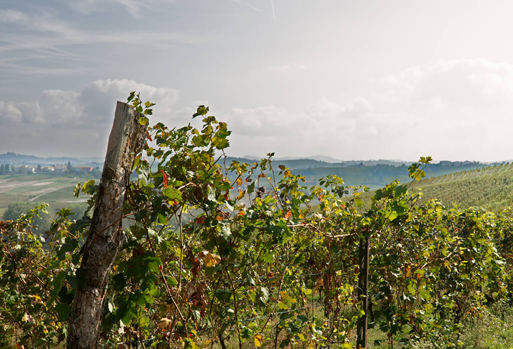 Boeri Vini