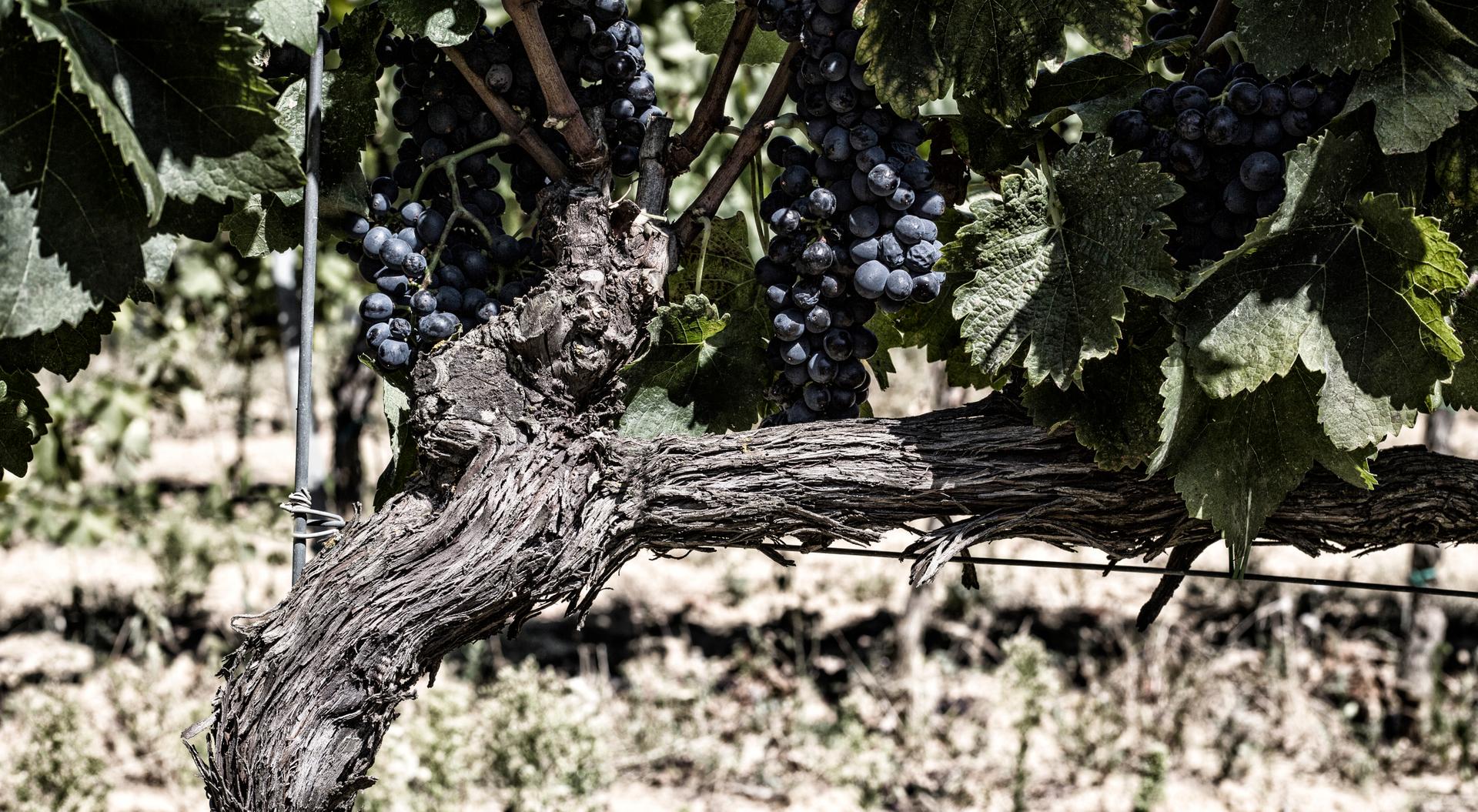 Cantina Canaio