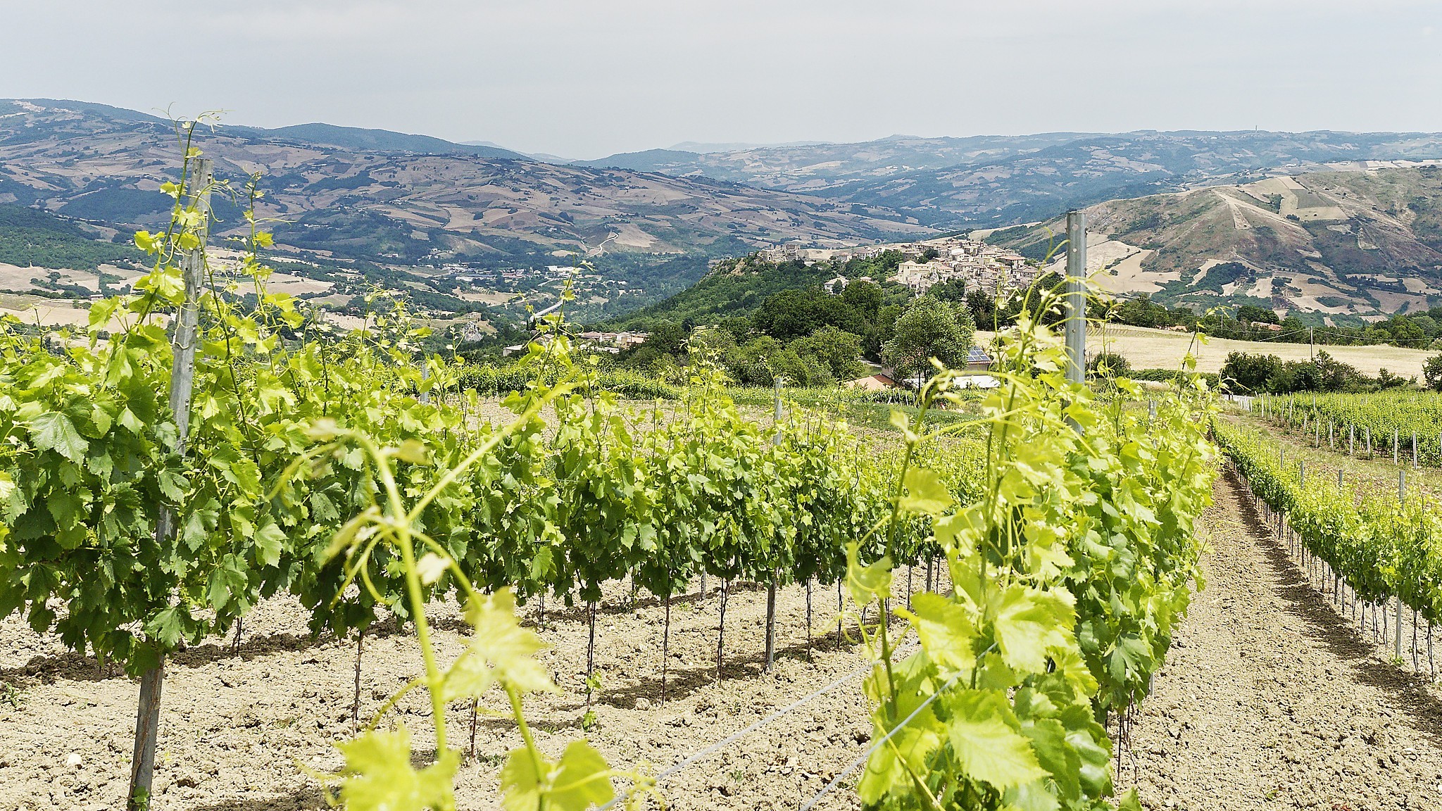 Cantina il colle tinto