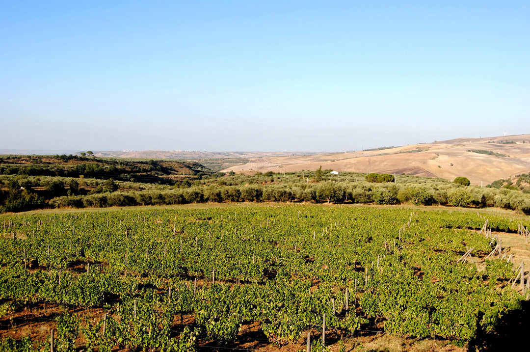 Cantina il Passo