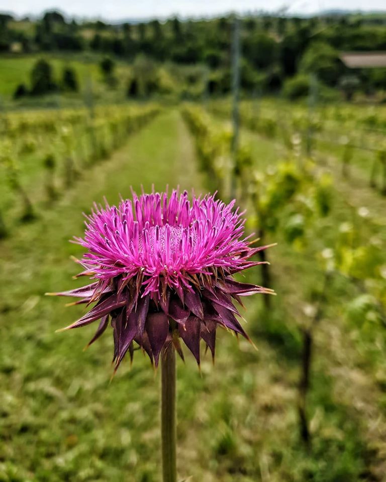 Cantina Morichelli