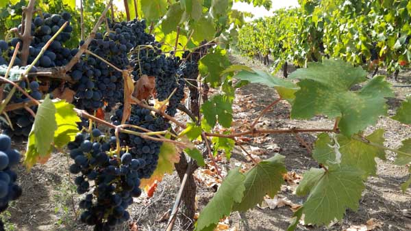 Cantina Nistri- Vini di Famiglia
