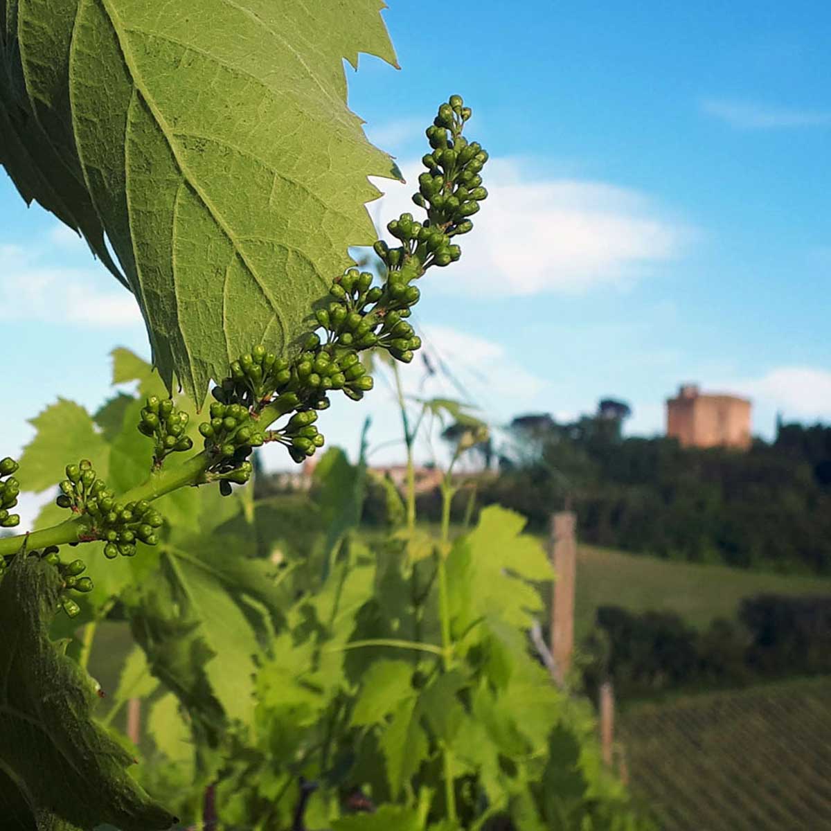 Cantina San Biagio Vecchio