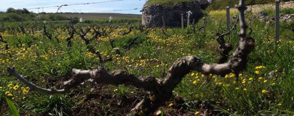 Cantine Carpentiere