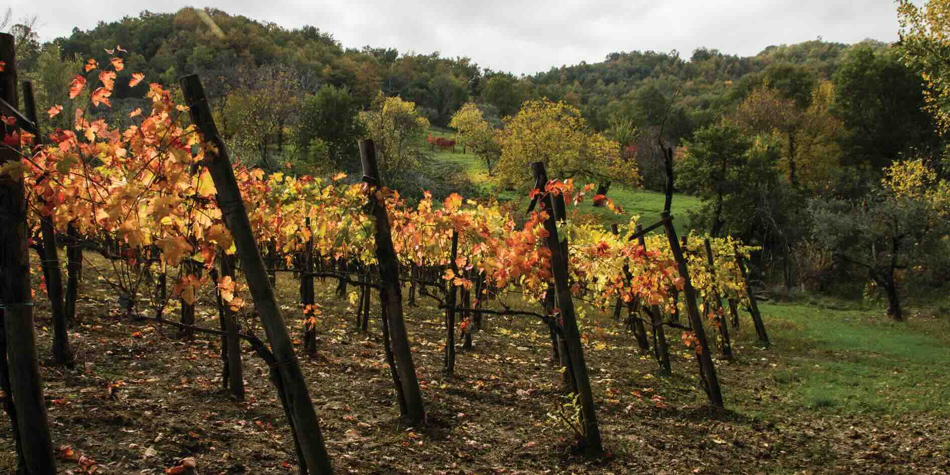 Cantine Delite