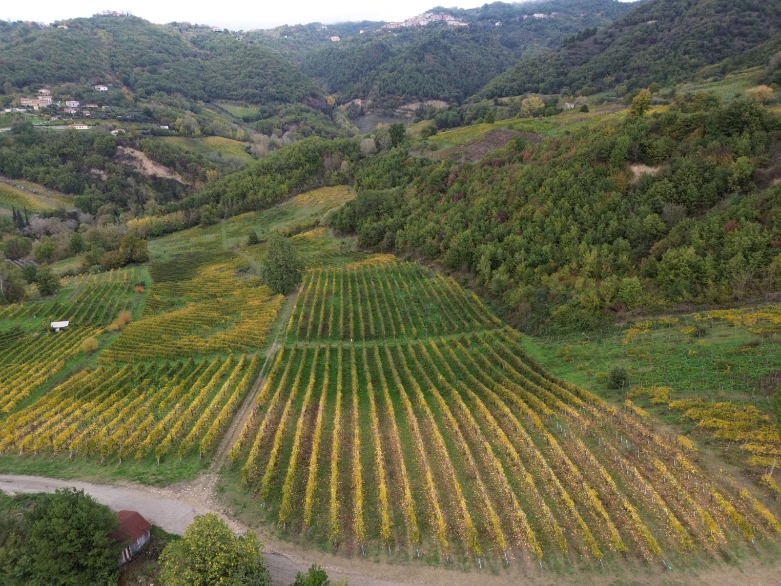 Cantine di Marzo