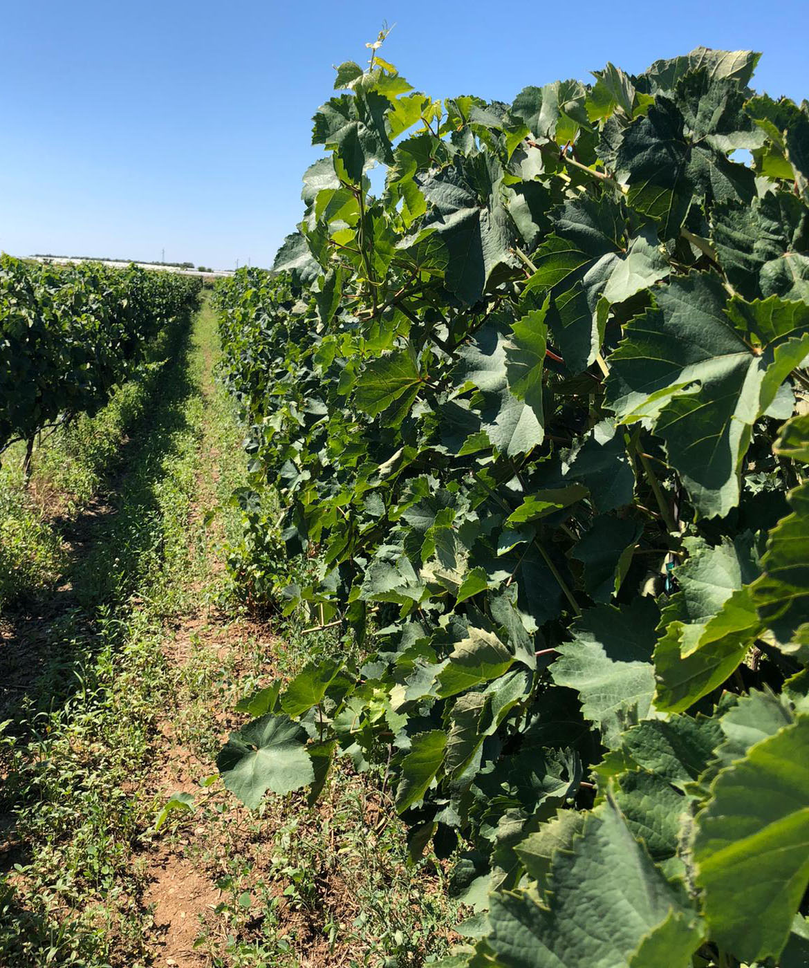 Cantine Imperatore