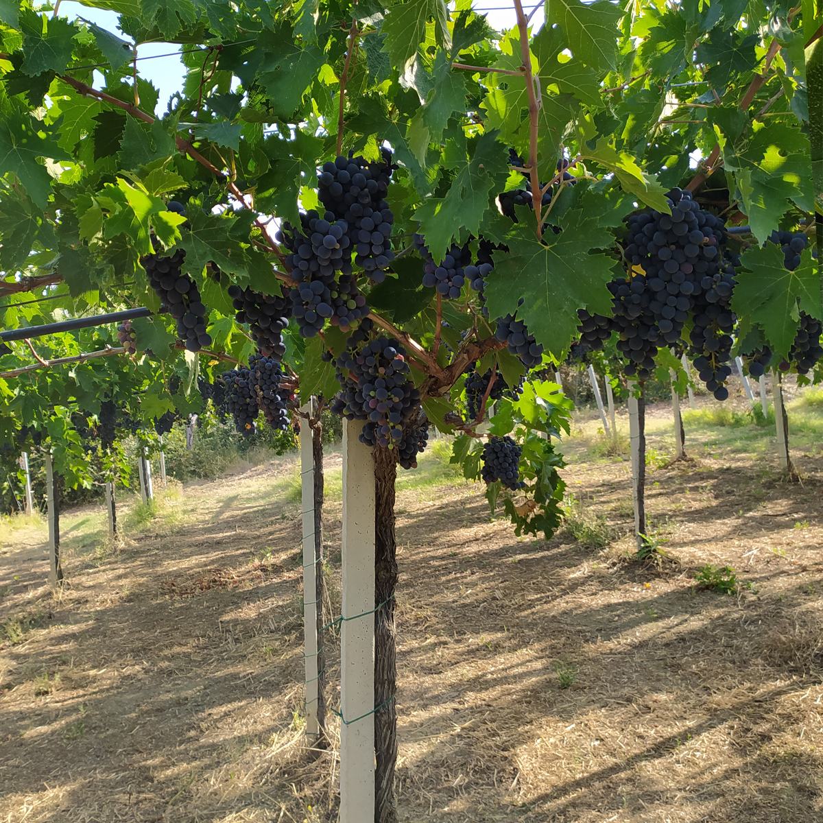 Celenza Vini