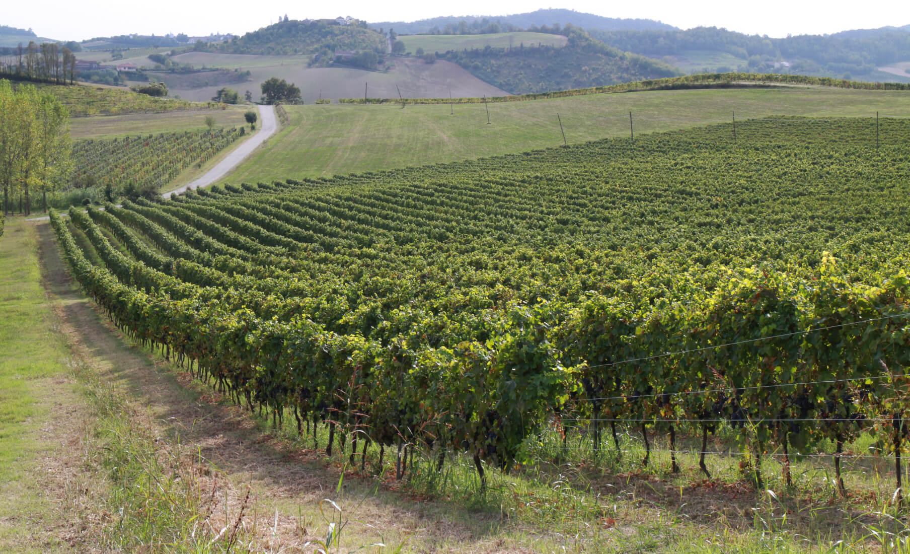 Coppo Giovanni Azienda Agricola
