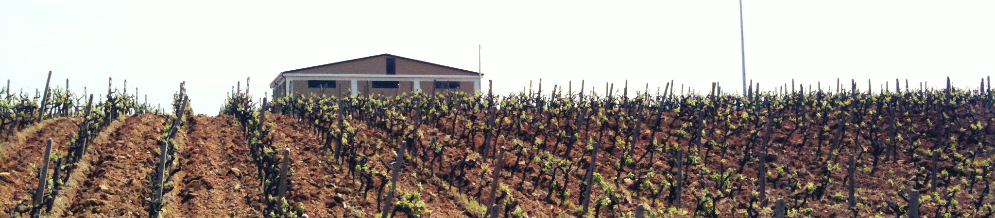 Cote di Franze