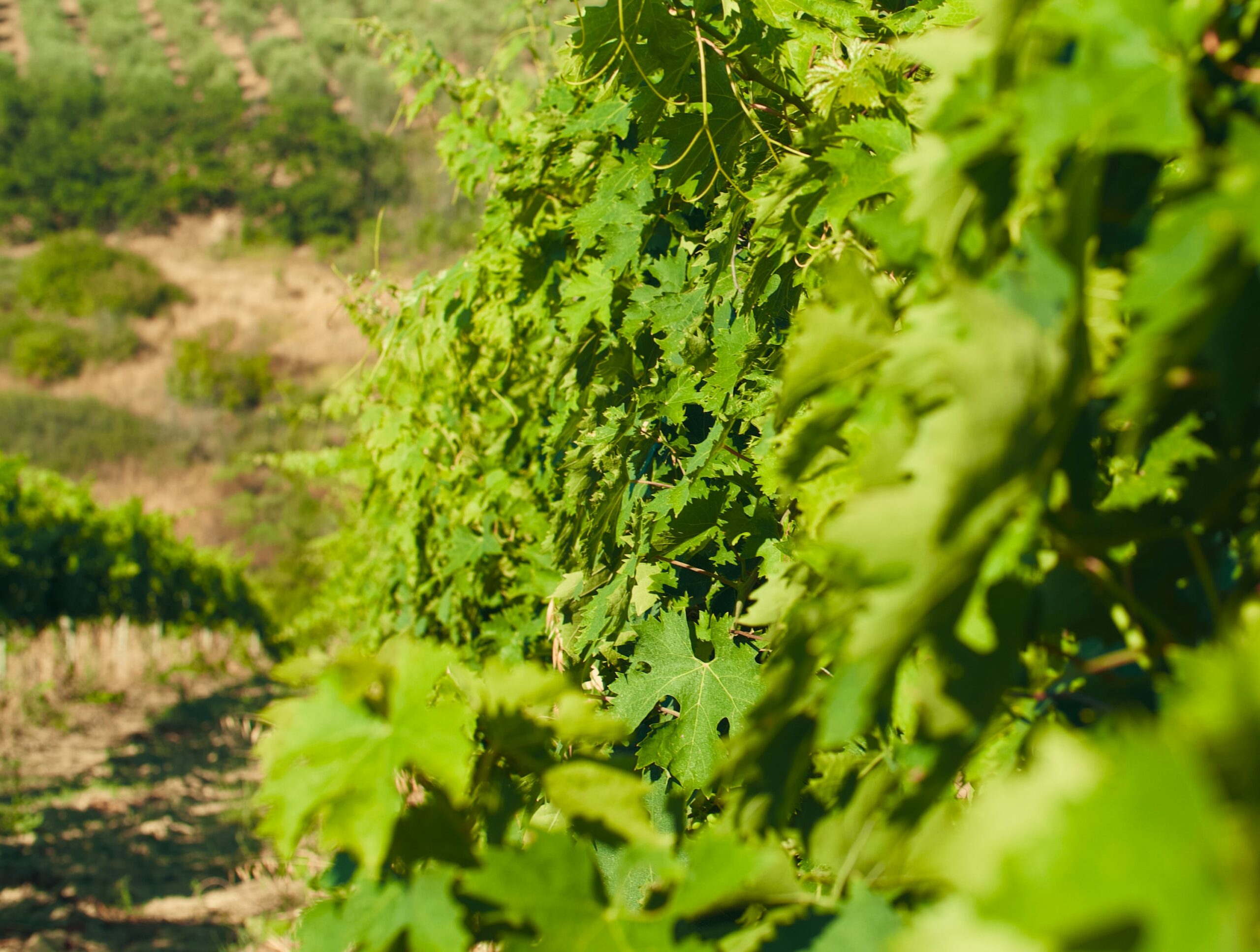 D'Erasmo Vini