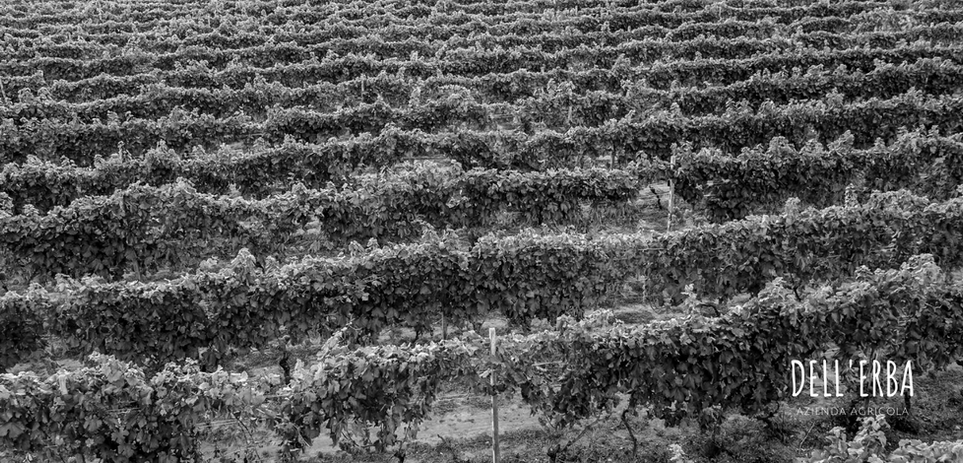 Dell'Erba Azienda Agricola