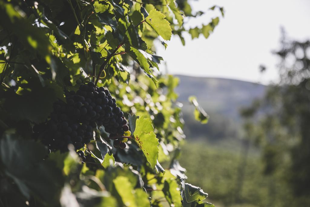 Dezza 1890 Winery