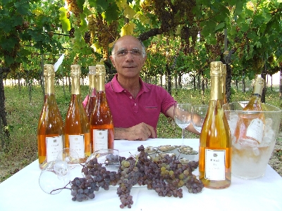 Estasi Vini