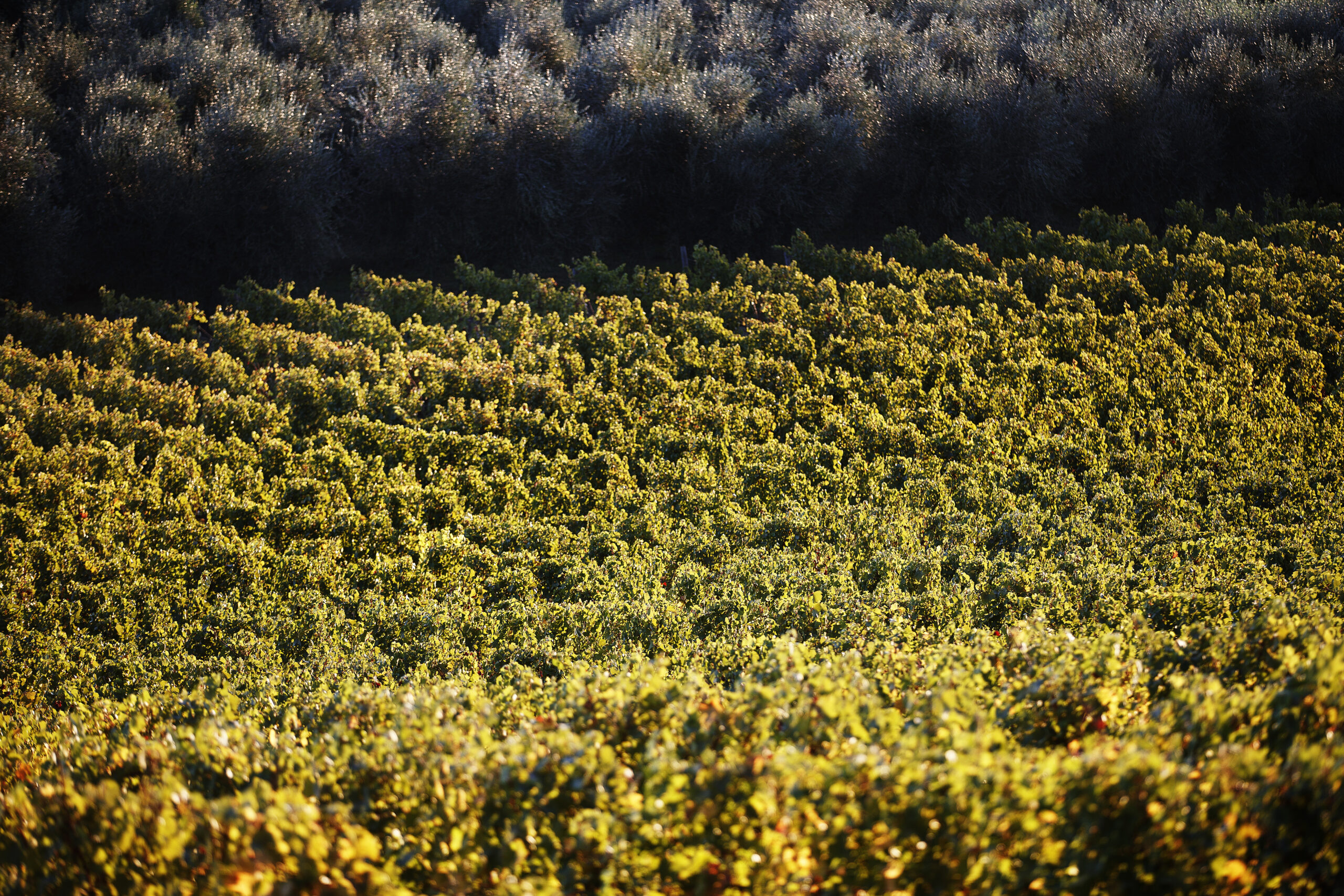 Fattoria le Terrazze