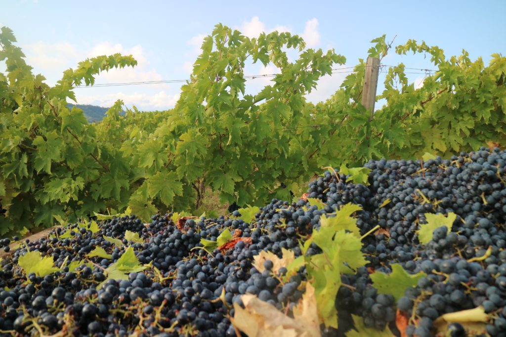 Fattoria Licia