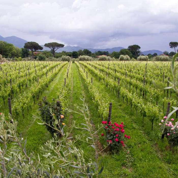 i Cacciagalli Wine Resort