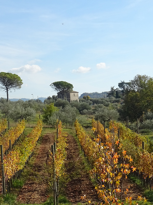 IL Vecchio Poggio