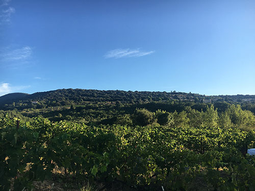 Syrah