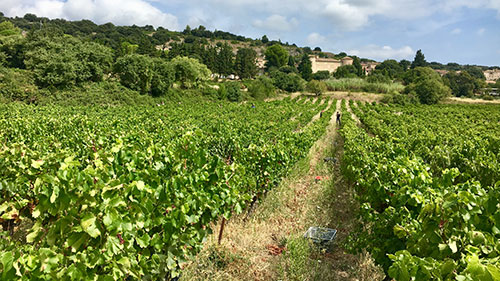 Grenache