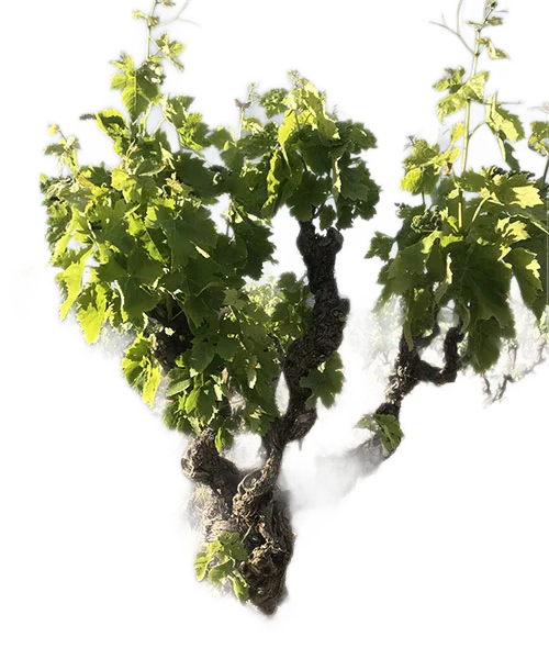 Carignan