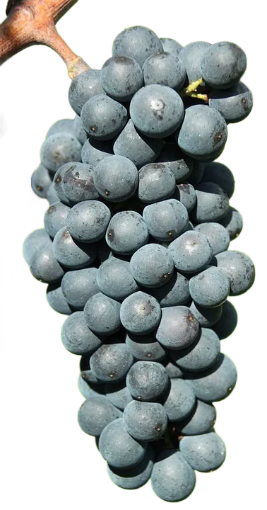 Pinot noir Weingarten de Rorschwihr