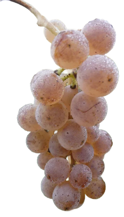 Riesling Cuvée de l’Ours