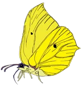 Kerner