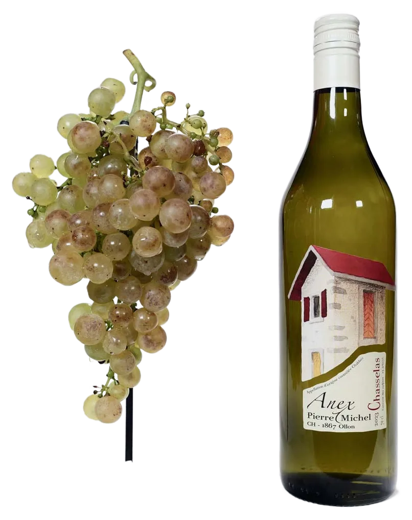 Chasselas