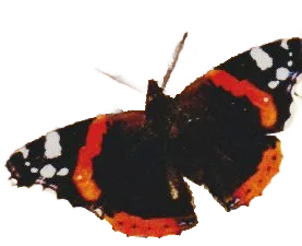 Vernatsch