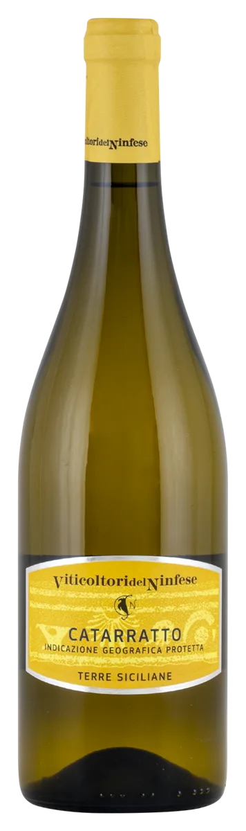 Catarratto