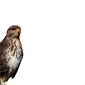 Buteo