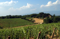 ROSSINELLO I.G.T.