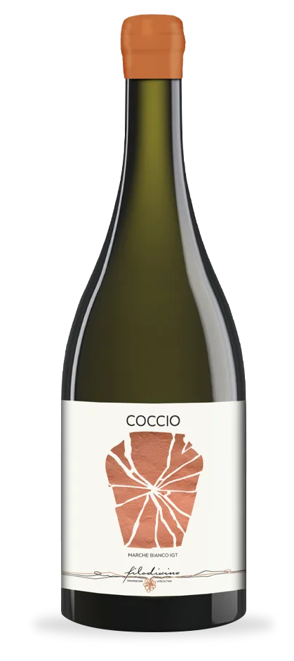 Coccio
