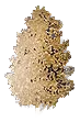 Rubrum