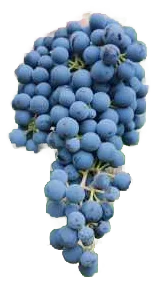 Dolcetto