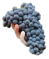 Barbera