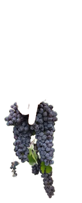 Nebbiolo