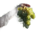 Nascetta