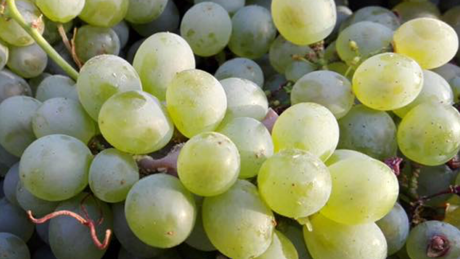 Cepado Godello