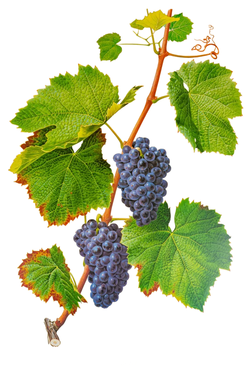 Gamay